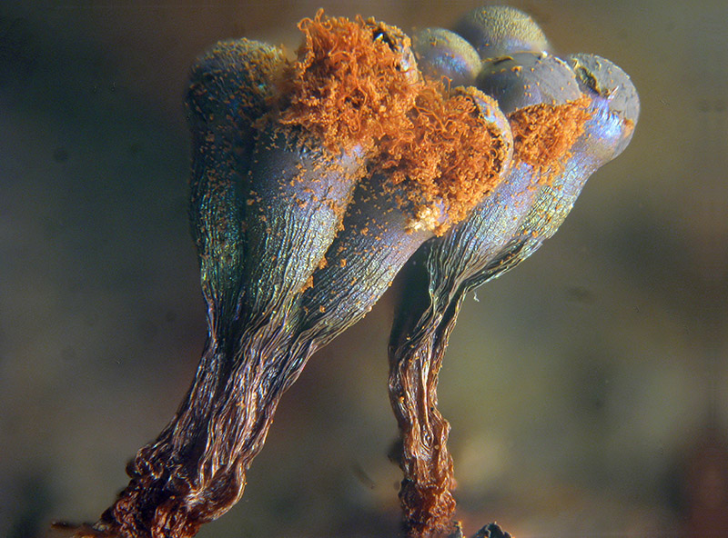 Metatrichia vesparium